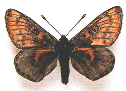 Eurodryas aurinia ab. sebaldus, cold-shock (Internet Image property of respective owner, non-commercial use only)